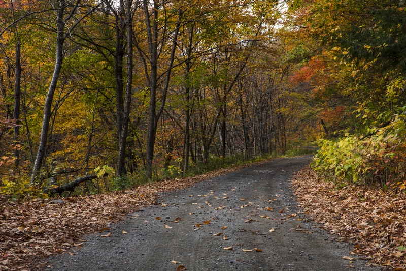 autumn road_2M0A8747(1).jpg
