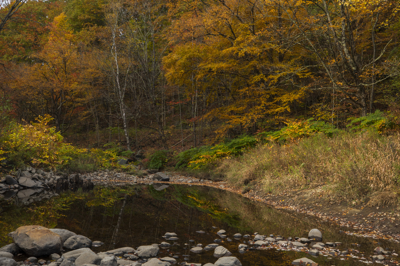 autumn trees_2M0A8732(1).jpg