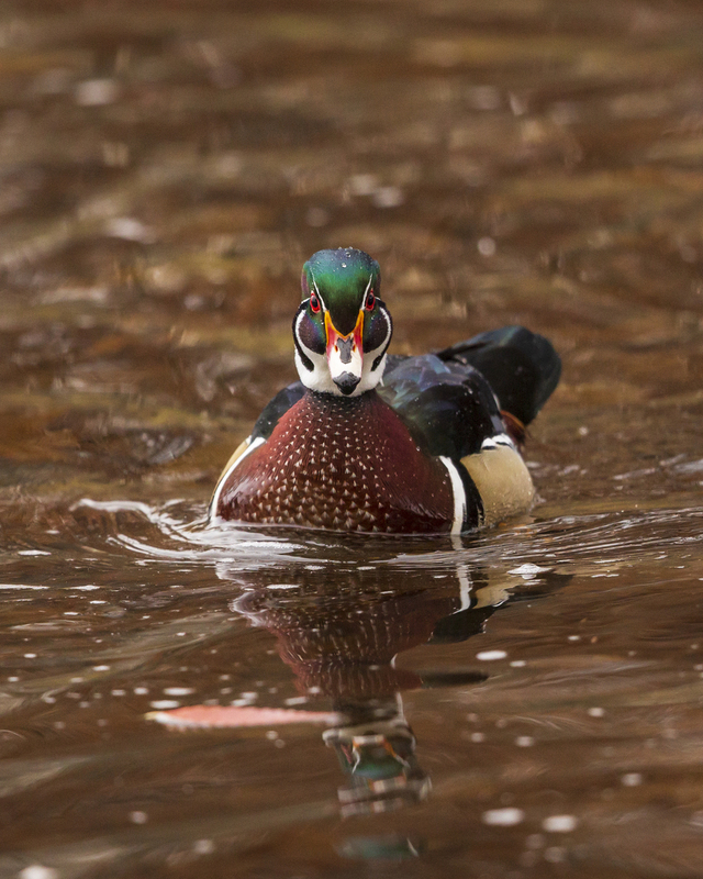 autumn wood duck_002_16x20.jpg