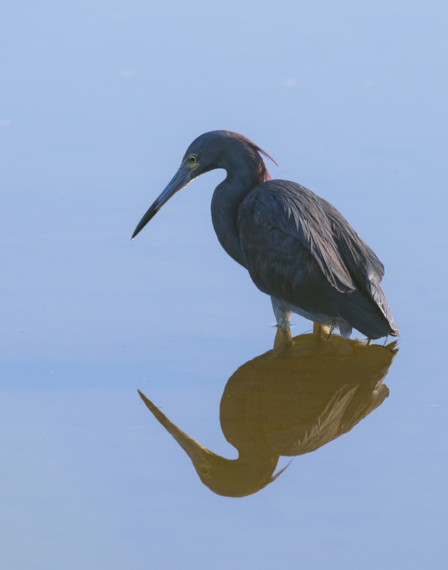 baby blue heron_11x14_576A8860.jpg