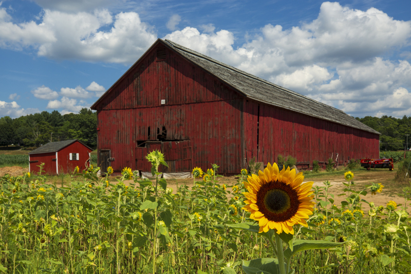 barn_sunflower_576A7327(2).jpg