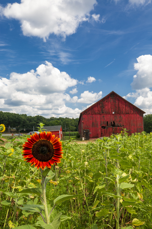 barn_sunflower_576A7333(1).jpg