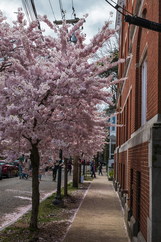 cherry blossums_2M0A6663(1).jpg