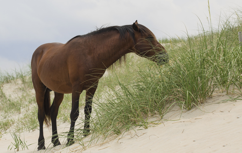 corolla horse.jpg
