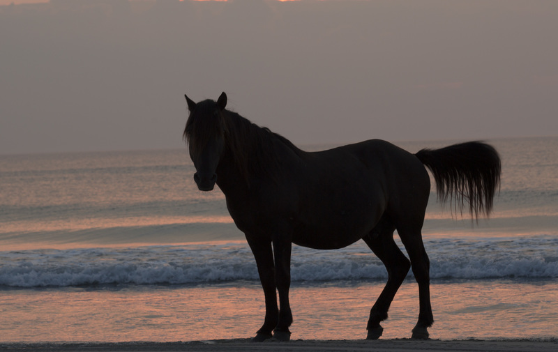 corolla horse3.jpg