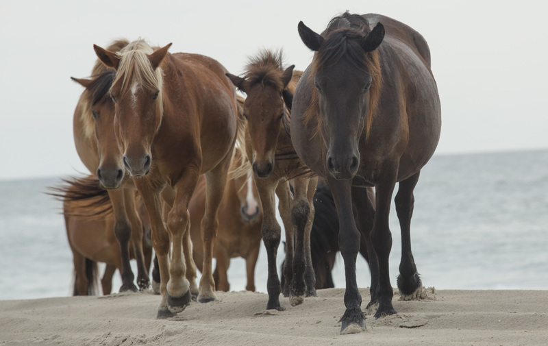 corolla horses(1).jpg