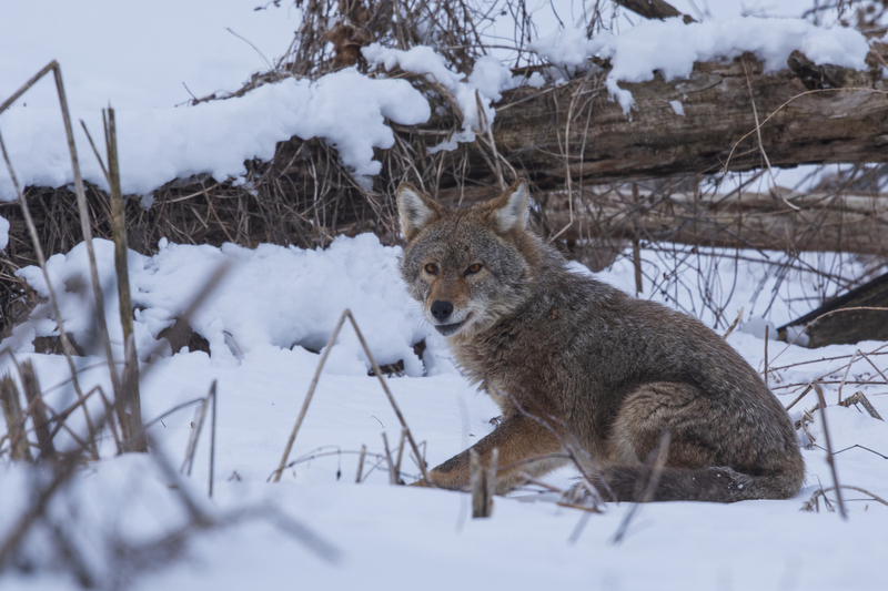 coyote_576A7068 8x12 12x18 16x24 20x30 24x36.jpg