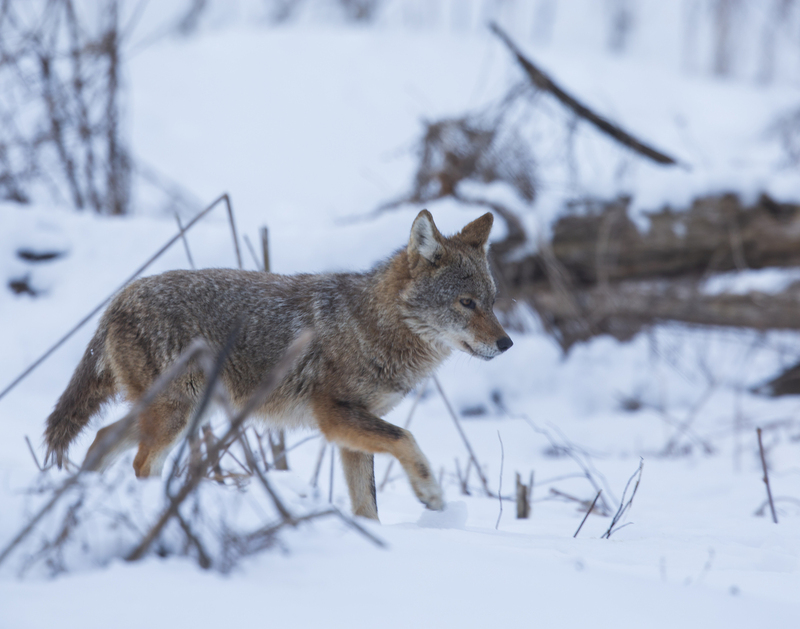 coyote_576A7076 8x10 11x14 16x20 30x40.jpg