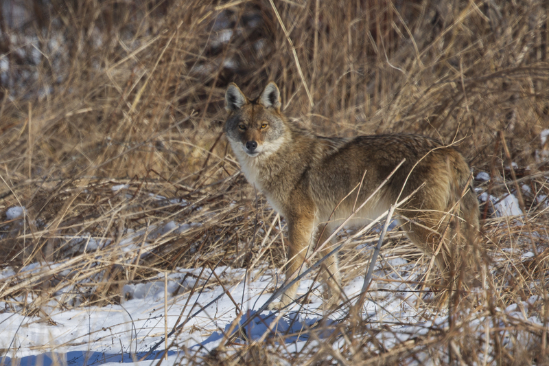 coyotte_576A6258 0x12 12x18 16x24 20x30 24x36.jpg