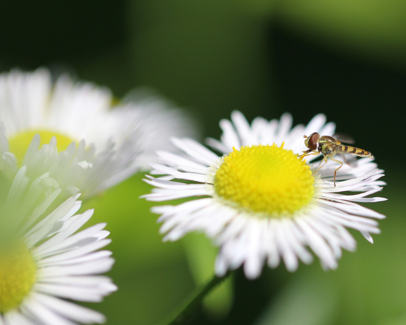 daisy 096 8x10 11x14 16x20 30x40(1).jpg