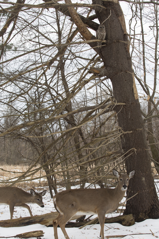 deer and owl_101_B.jpg