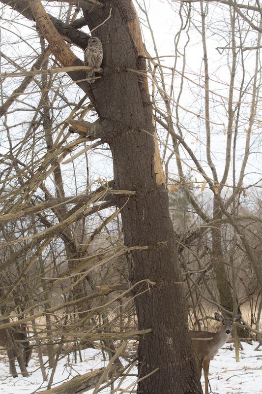 deer and owl_102_B.jpg