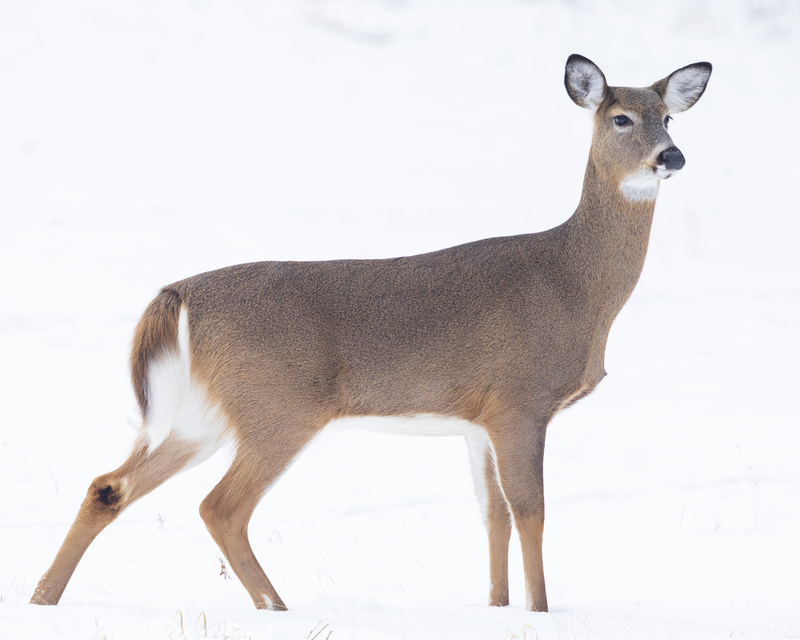 deer_2M0A9241_16x20.jpg