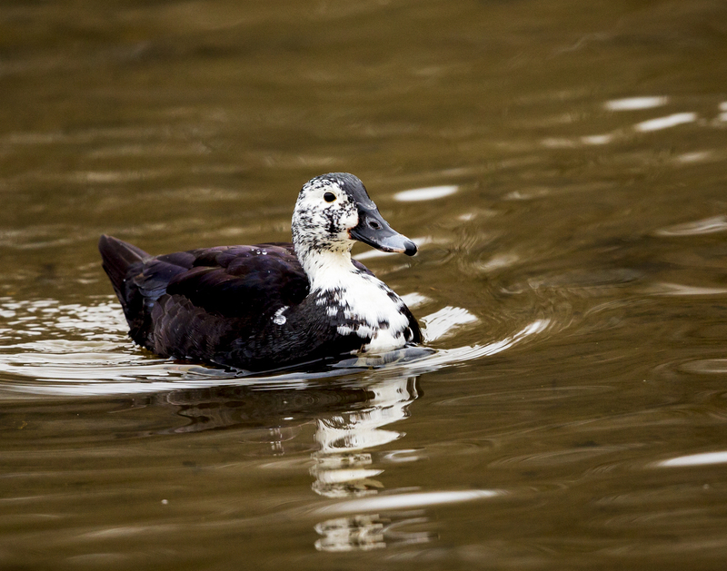 domesticated duck_576A2017.jpg