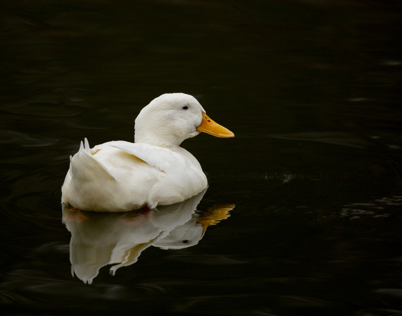 domesticated duck.jpg