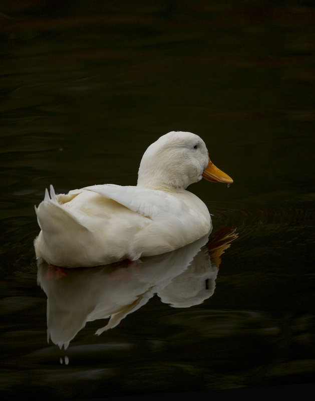 domesticated duck2.jpg