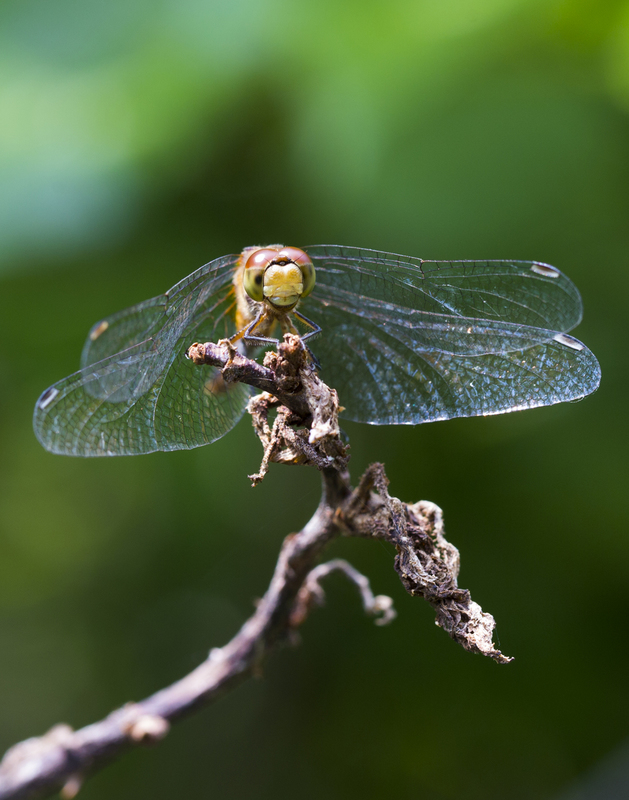 dragonfly_113_11x14(1).jpg