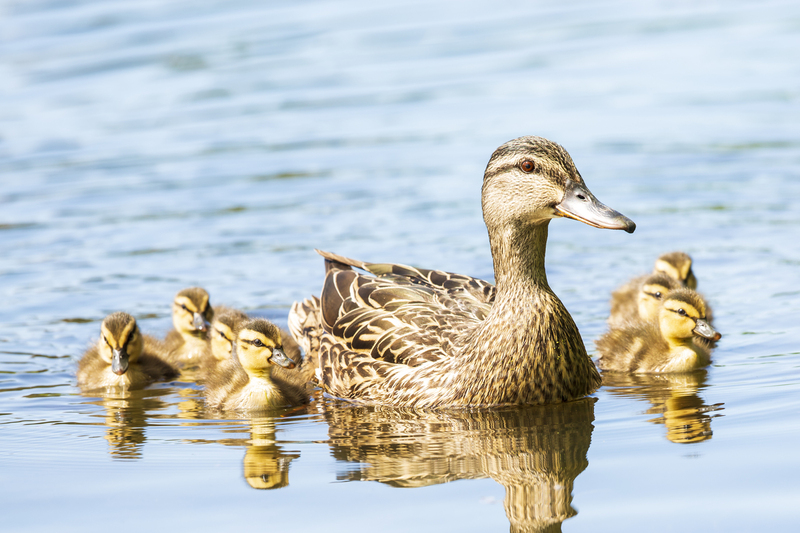 ducks_576A4463_12x18.jpg
