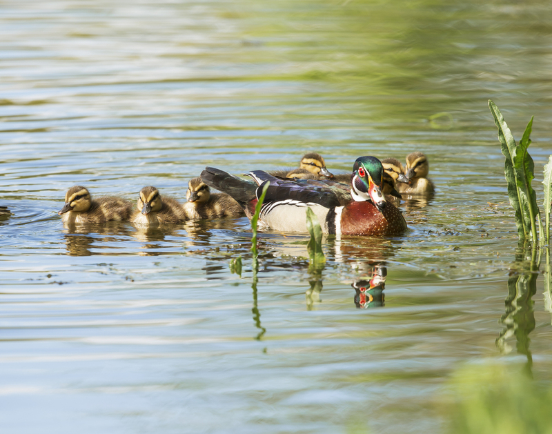 ducks_576A4470_11x14.jpg