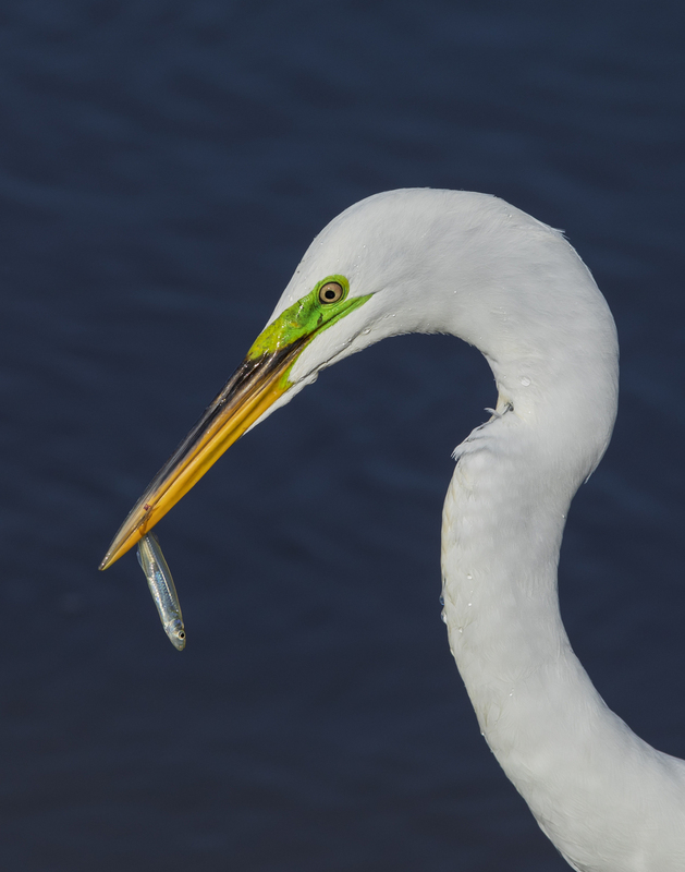 egret_11x14_2M0A0448.jpg