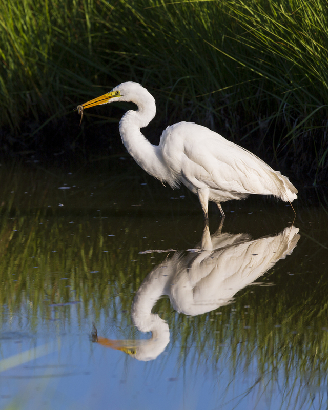 egret_16x20_576A8797.jpg
