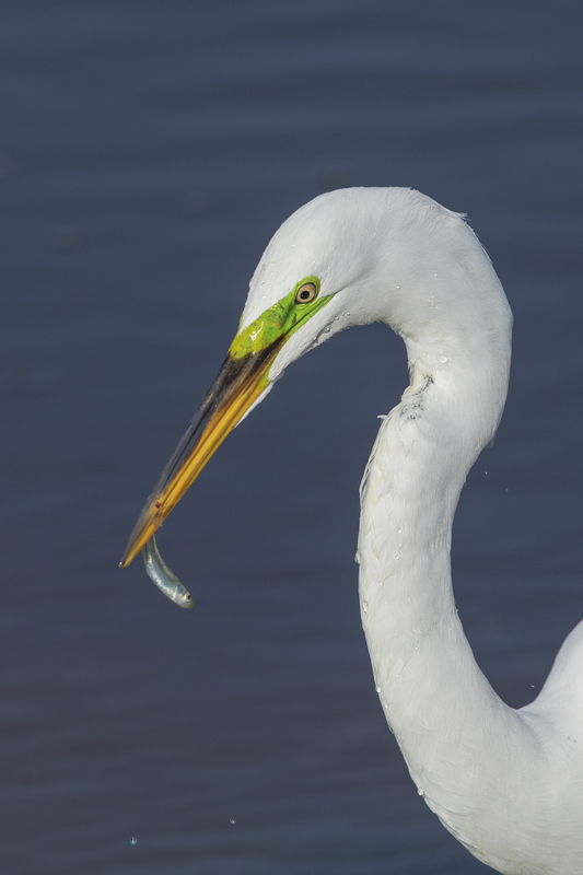 egret_16x24_2M0A0444.jpg