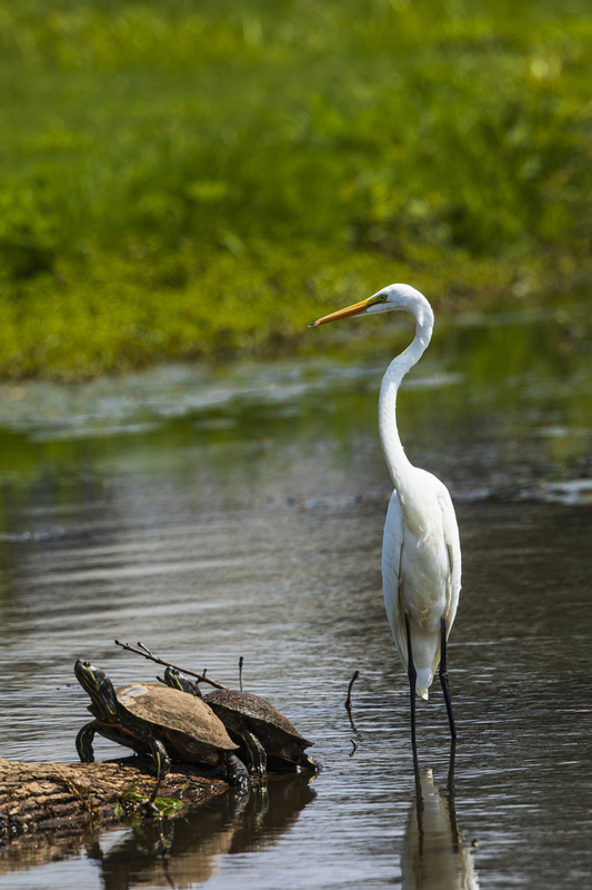 egret_2M0A7779(1).jpg