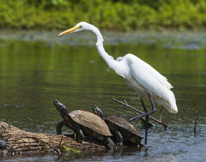 egret_2M0A7792(1).jpg