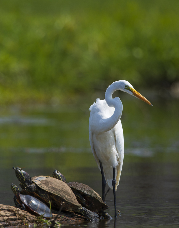 egret_2M0A7816.jpg