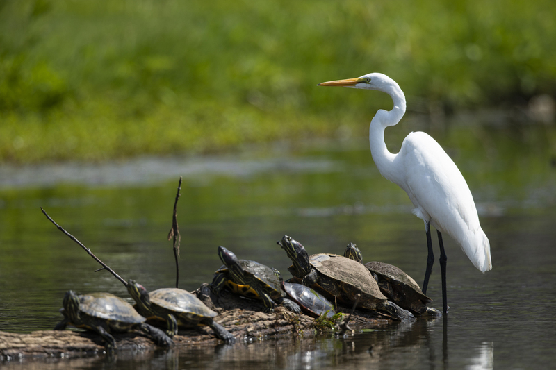 egret_2M0A7836.jpg