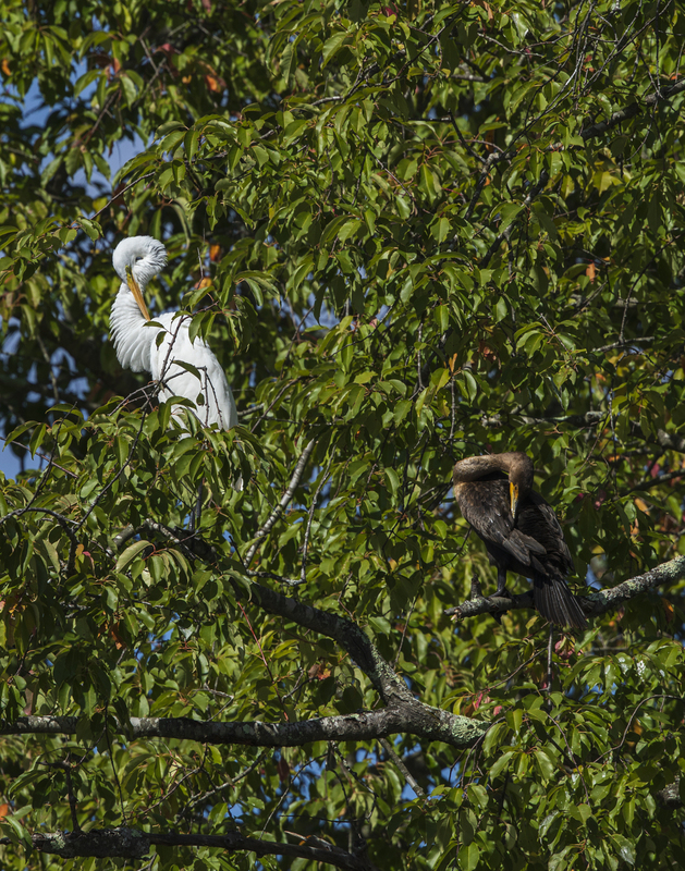 egret_cormorant_2M0A8236(1).jpg