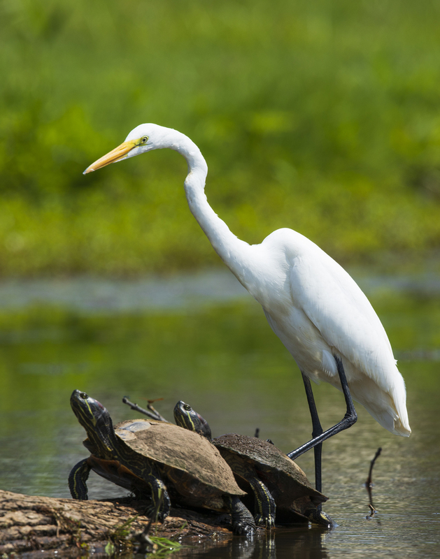egret_turtles_2M0A7800(1).jpg