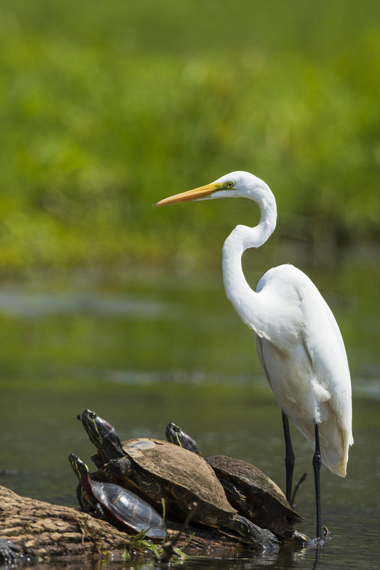 egret_turtles_2M0A7820(1).jpg