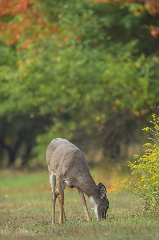 fall deer_576A8845.jpg