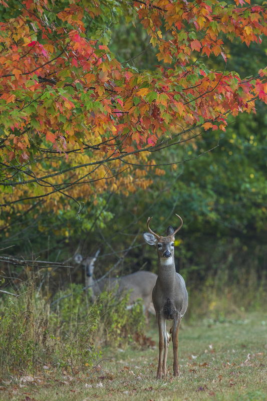 fall deer_576A8956.jpg