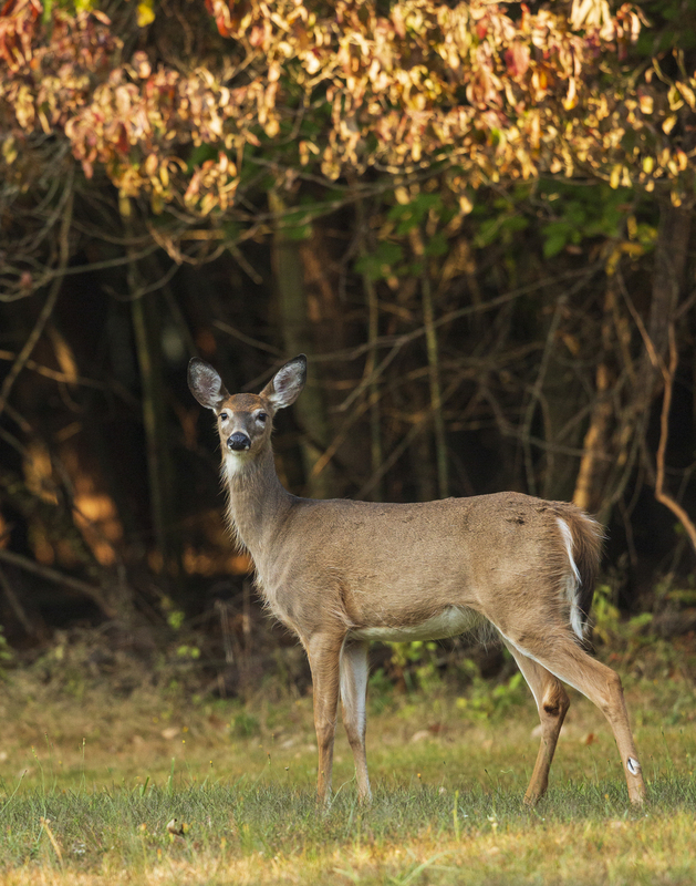 fall deer_576A9002.jpg
