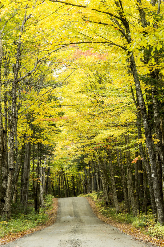 fall trees_11x14_103.jpg