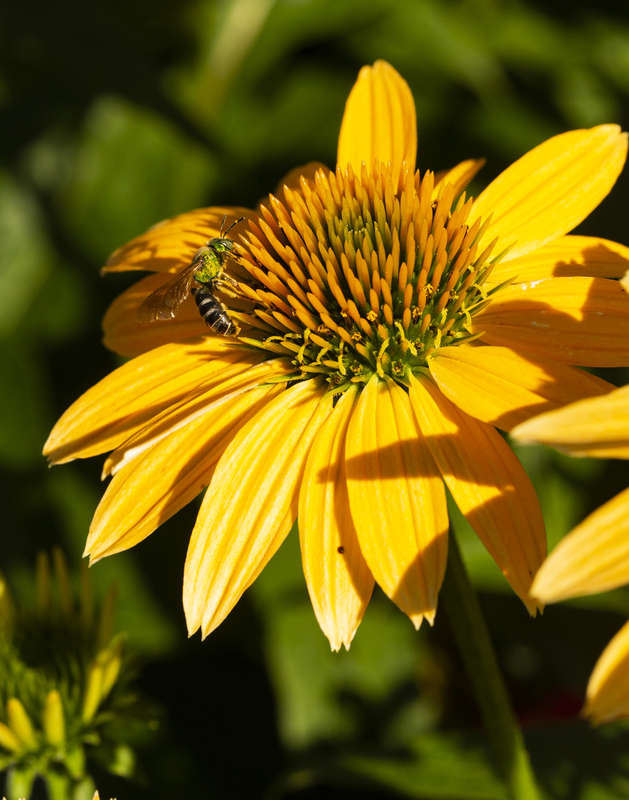 flower_576A6817(1).jpg