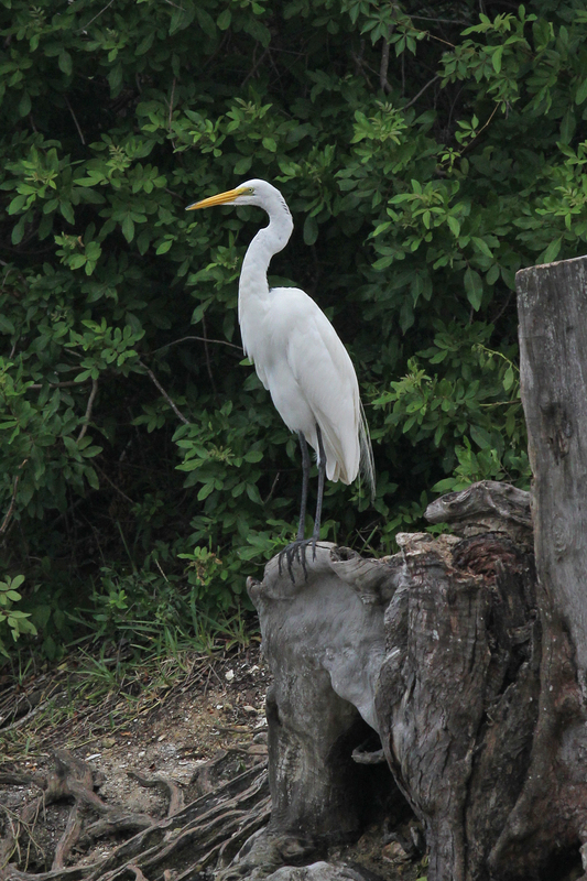 great egret.jpg