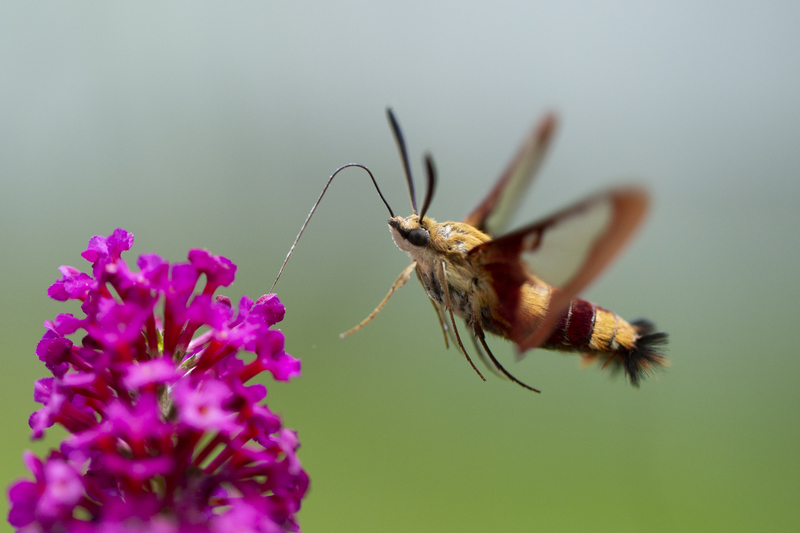 hummingbird Moth2_011_jpg(1).jpg