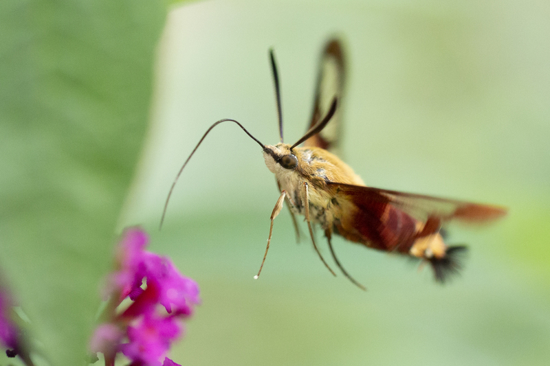 hummingbird moth_020_jpg.jpg