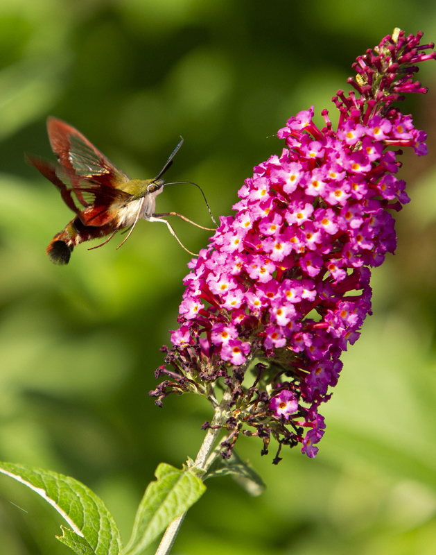 hummingbird moth_576A7050(1).jpg