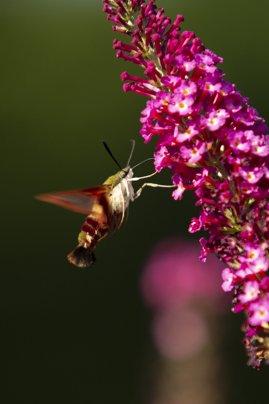 hummingbird moth_576A7093.jpg