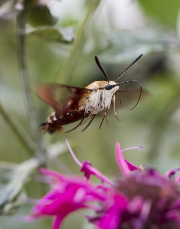hummingbirdmoth_165 _11x14(1).jpg
