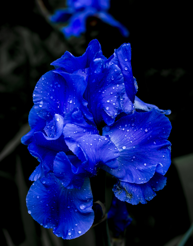 iris_11x14_2M0A1970.jpg