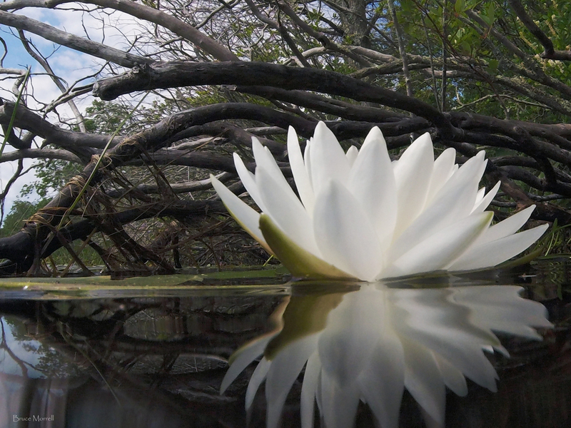 lotus flower_canvas_18x24(1).jpg :: DCIM\103GOPRO