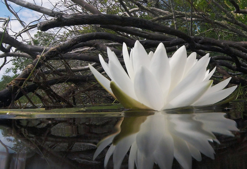 lotus flower_canvas_24x36(1).jpg :: DCIM\103GOPRO
