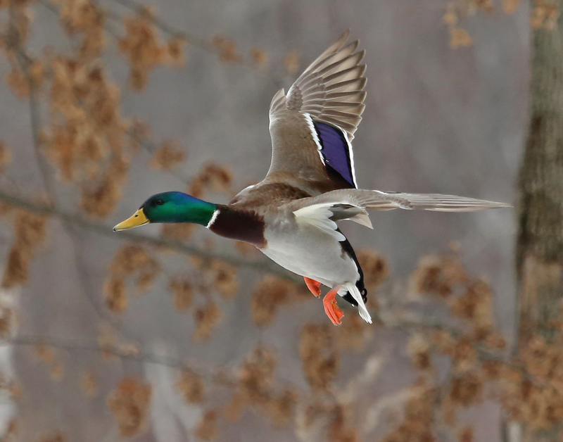 mallard duck3_8x10_landscape(1).jpg