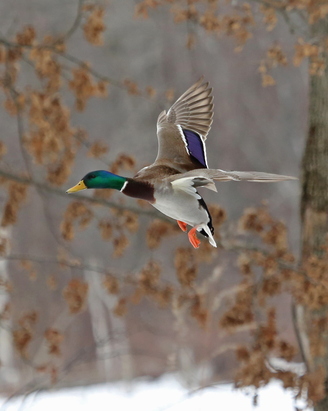 mallard duck3_8x10.jpg