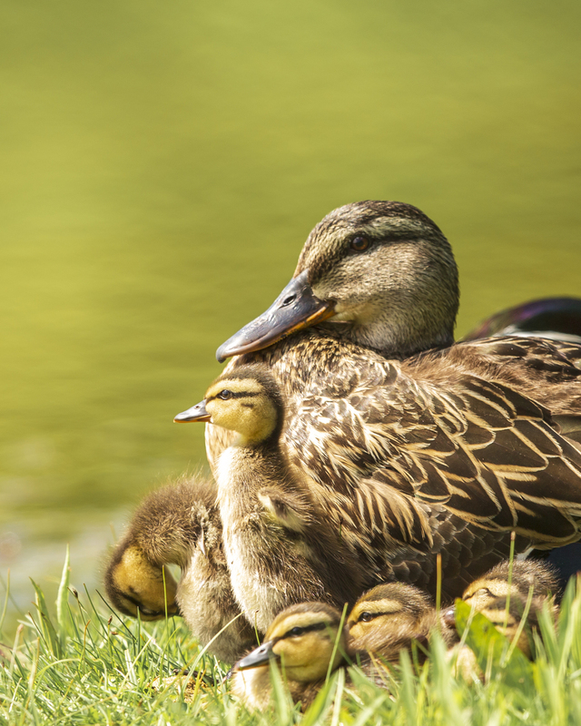 mallard_576A4367_8x10.jpg